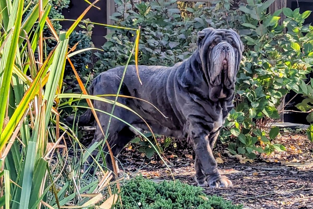 Neapolitan Mastiff