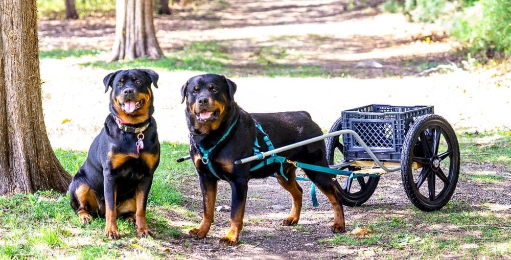 Rottweilers