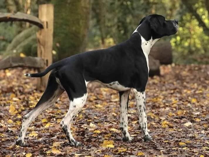 Cumbrian Night King At Carofel (Exported to England, CC winner.)