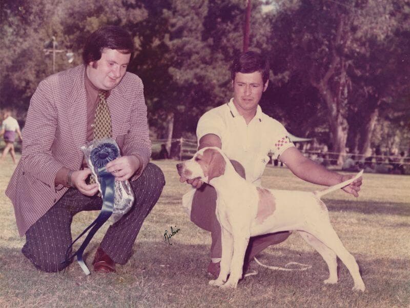Cumbrian Sea Breeze at 12 weeks old. He later became the first Orange and White Pointer to win a National Specialty.