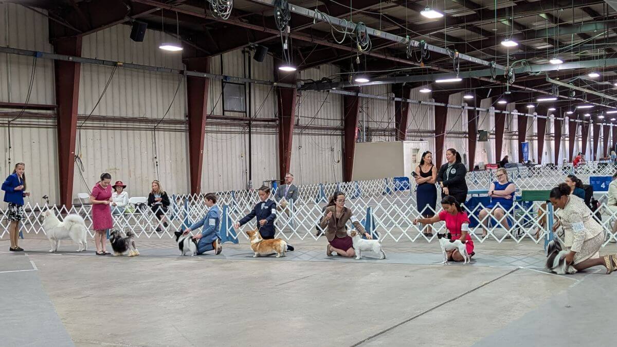 Juniors handlers at a dog show