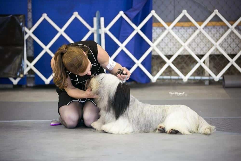 Professional Handler Sammie Lewis at a dog show