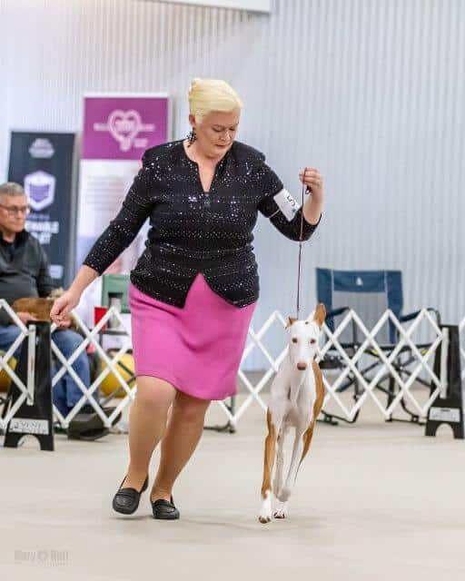 Sarah Murphy with her Ibizan Hound at a dog show