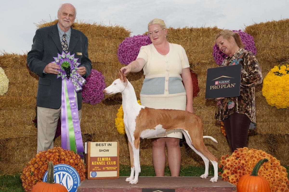 Sarah Murphy winning Best in Show with her Ibizan Hound