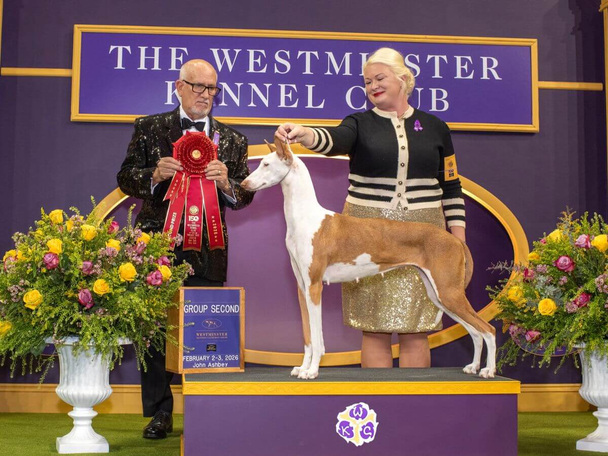 Sarah Murphy with her Ibizan Hound at the Wesminster Kennel Club 2026 dog show