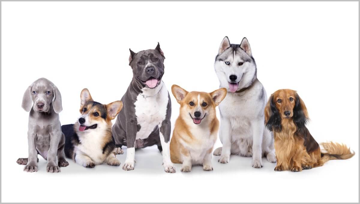 Group dogs in front of white background