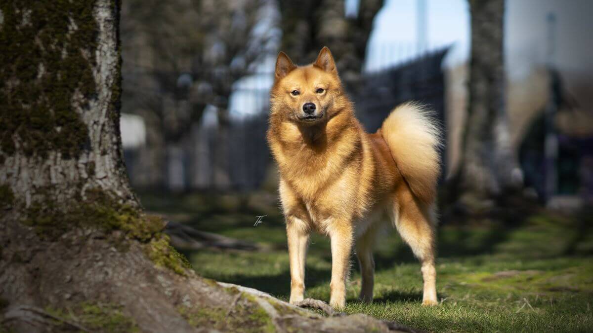Finnish Spitz