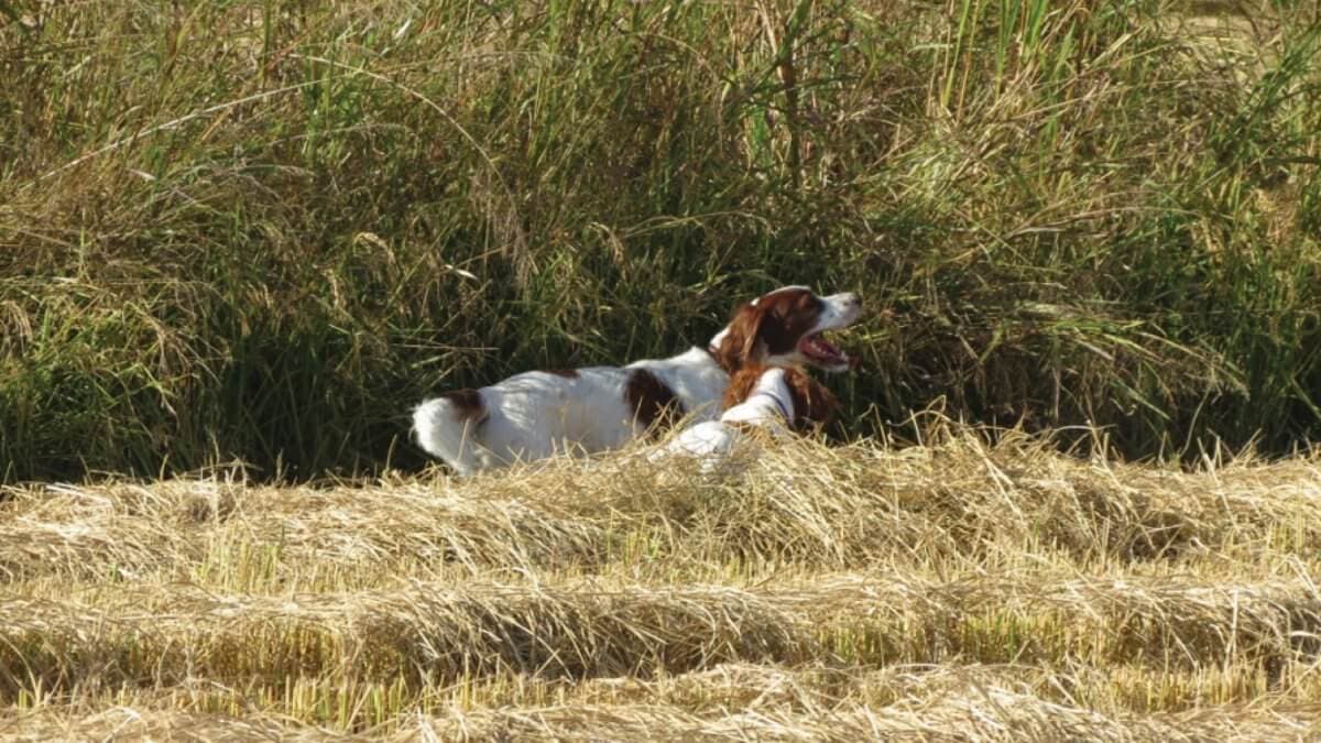 Two Irish Red and White Setters in the field