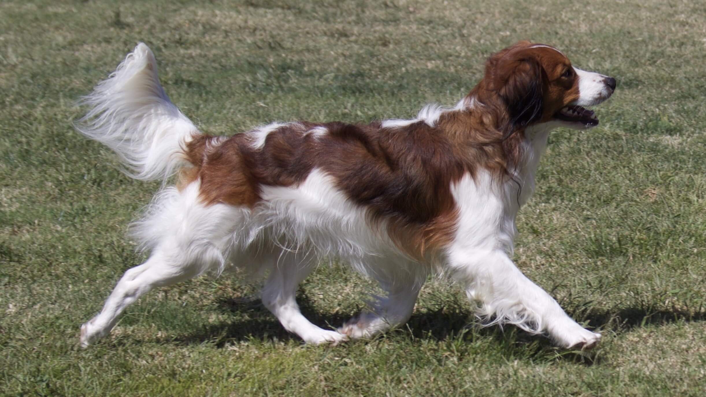 Nederlandse Kooikerhondje