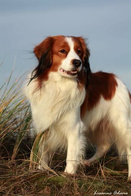 Nederlandse Kooikerhondje in the field
