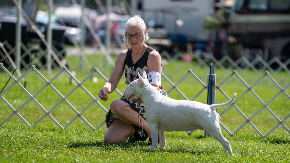 Archie Magazine 90 How I Came to My Purebred Dog Breeds and Why They Stuck | Showsight
