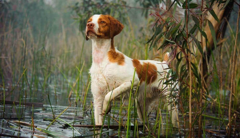 Living with the Purpose-Bred Dog - Brittany standing in shallow water