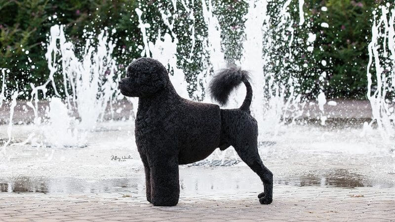 A photo of Portuguese Water Dog.