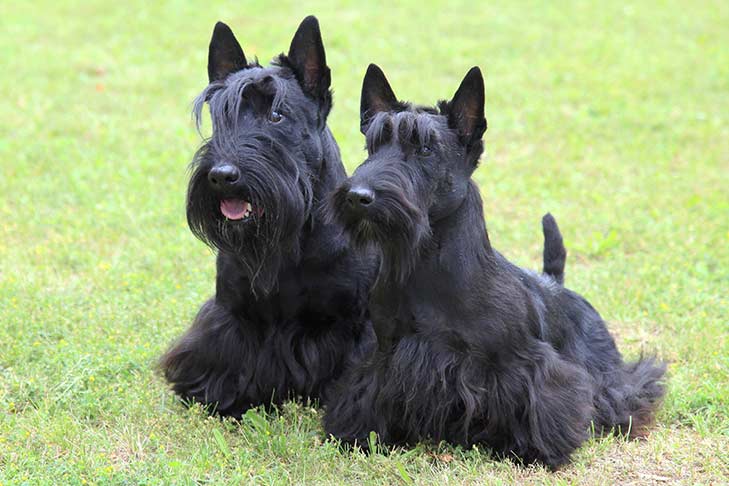 Two Scottish Terrier dogs lying on the grass