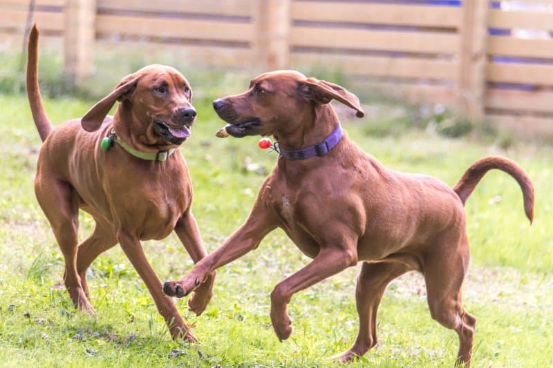 Two Redbone Coonhound dogs playing in the yard