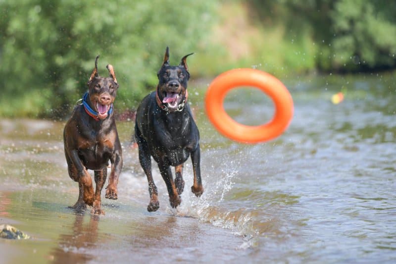 active dogs