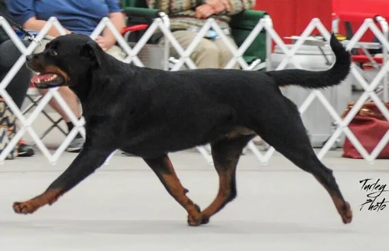 Rottweiler gaiting in a dog show ring