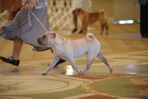 Chinese Shar-pei breed judging in the dog show ring