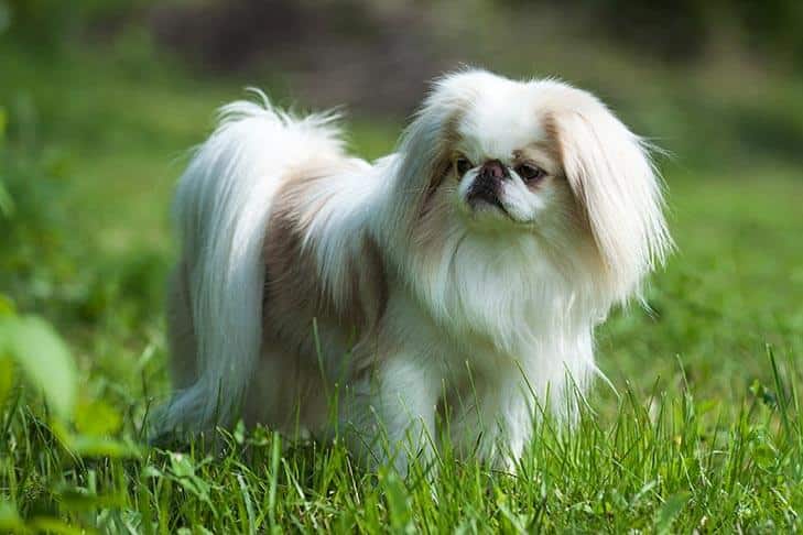 Japanese Chin History