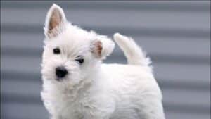 A photo of West Highland White Terrier.