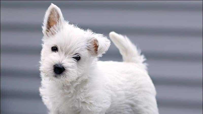 A photo of West Highland White Terrier.