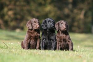 Sporting Group Dog Breeds - Flat-Coated Retriever puppies sitting outside on the grass