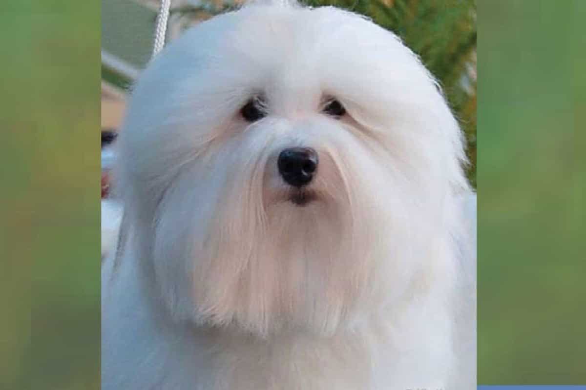 Head photo of a Coton de Tulear dog.