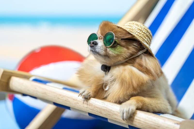 chihuahua dog with sunglasses and a sun hat on the beach, bathing in the sunlight