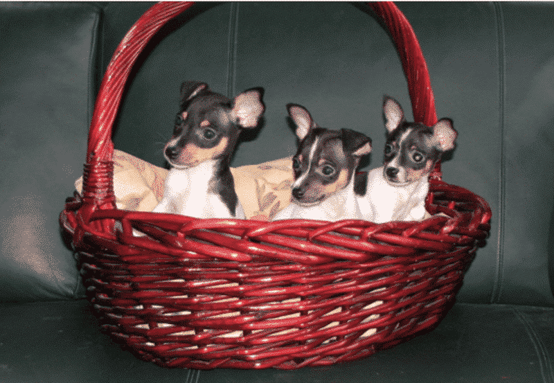 Toy Fox Terrier puppies in a basket