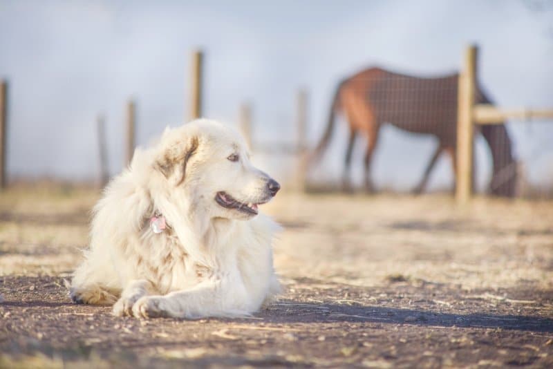 Great Pyrenees lying on the ground on a farm, with a horse in the background.