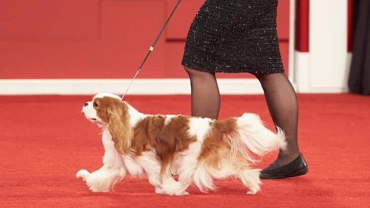 A photo of Cavalier King Charles Spaniel walking at the dog show, showcasing the correct ring presentation.