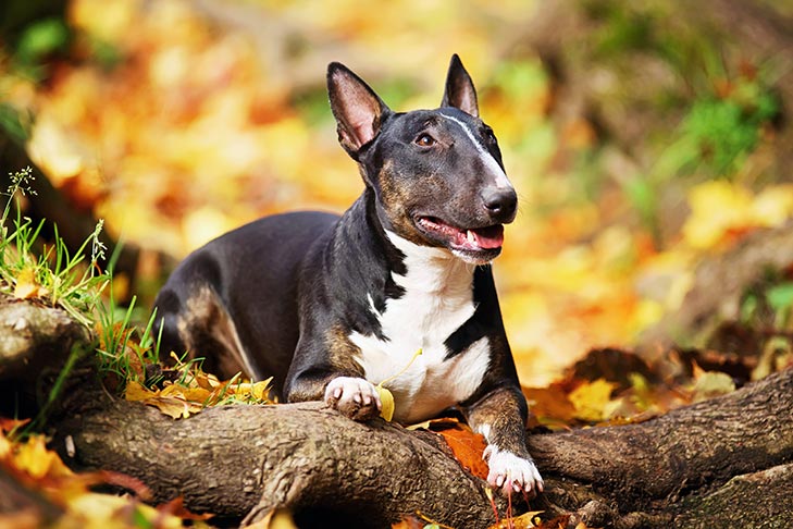 Breed genetic problem featured image: Miniature Bull Terrier laying outdoors in the fall