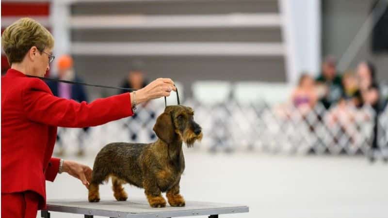 A photo of a dog competing at the dog show.