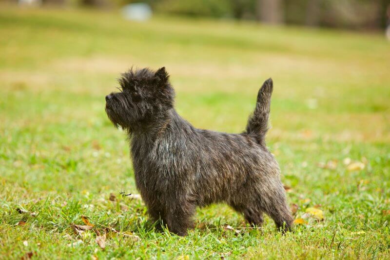 Cairn Terrier dog standing on the grass - Terrier Group dog breed