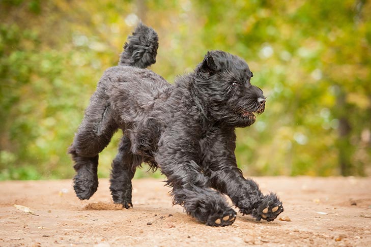 Size and Coat Type of Black Russian Terrier ?