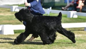 Black Russian Terrier in the dog show ring