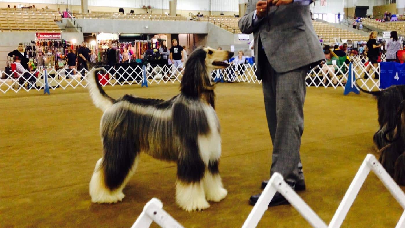 Judging Afghan Hounds in Franklin Tennessee