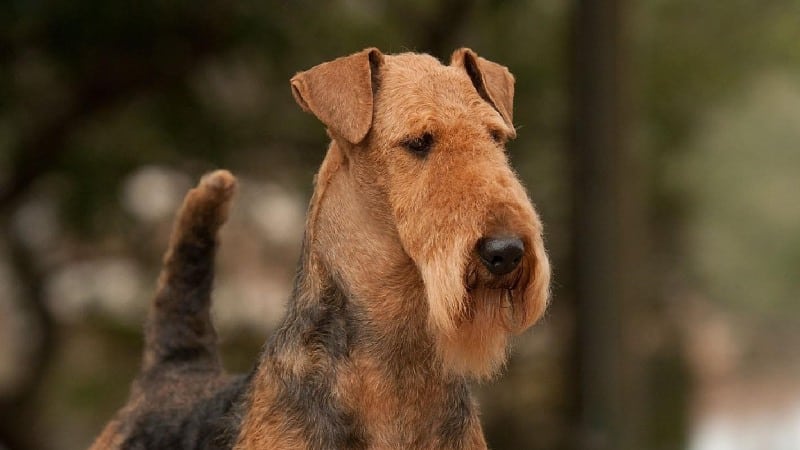 Airedale Terrier head photo.