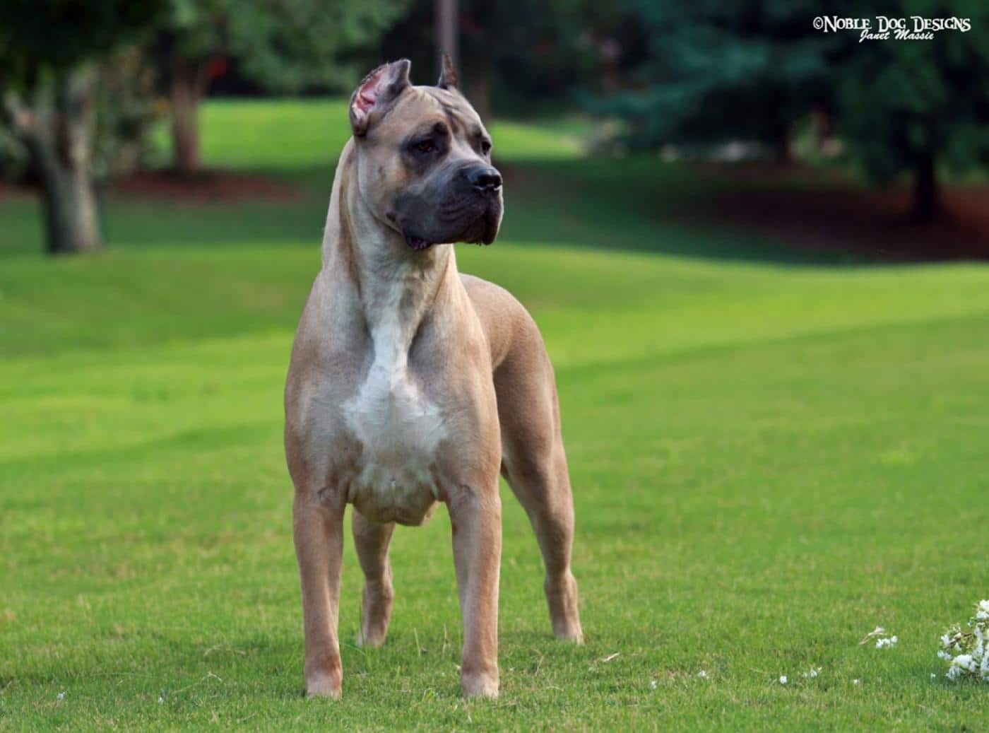 Cane Corso dog standing on grass photo