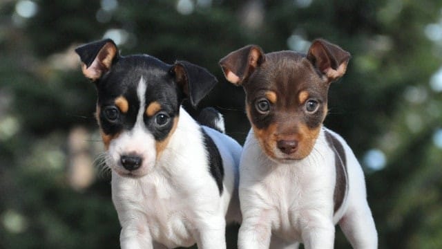 Rat Terrier puppies standing.
