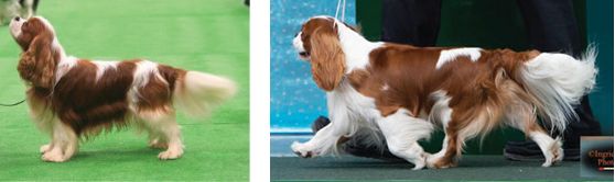 2 side-by-side photos of a dog