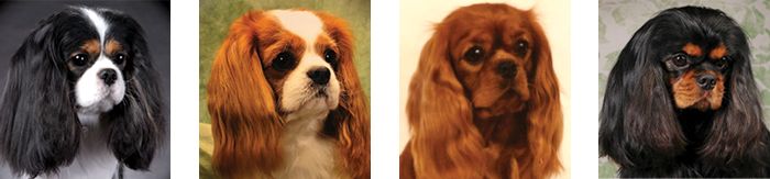 4 head photos of Cavalier King Charles Spaniel dog