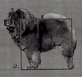 Chow Chow breed