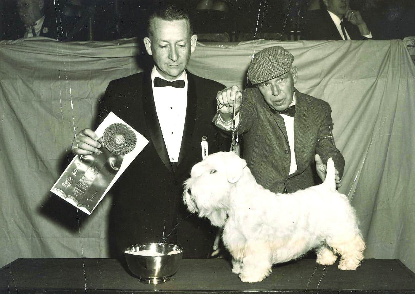 Black and white photo of a Sealyham Terrier at a dog show