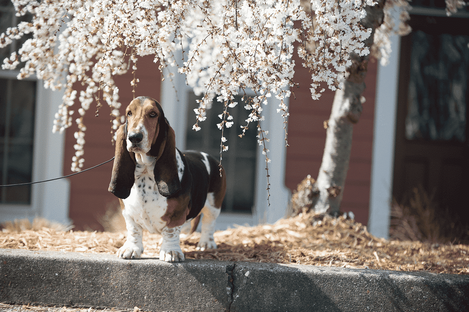 basset hound standing below the tree