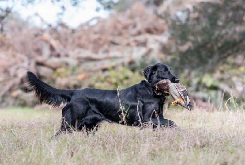 The Flat-Coated Retriever carrying a duck in its mouth