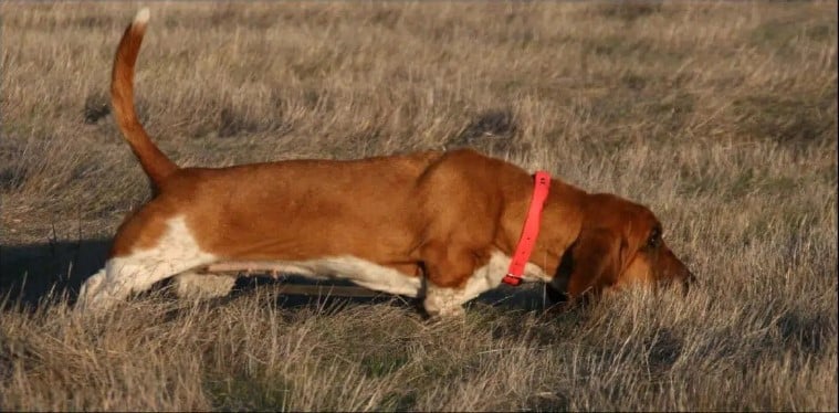 basset hound judging