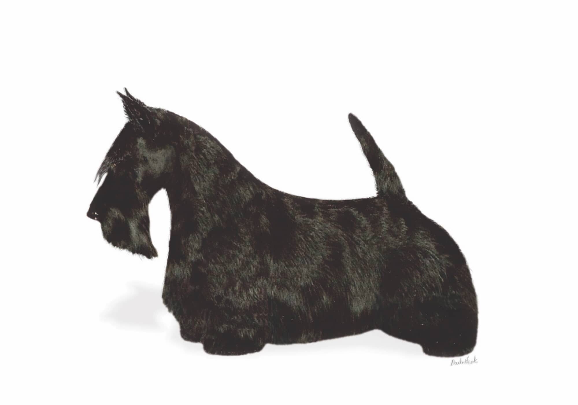 scottish terrier black coat