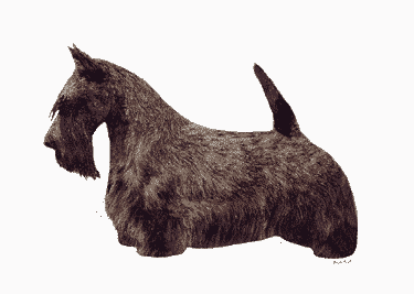 scottish terrier coat