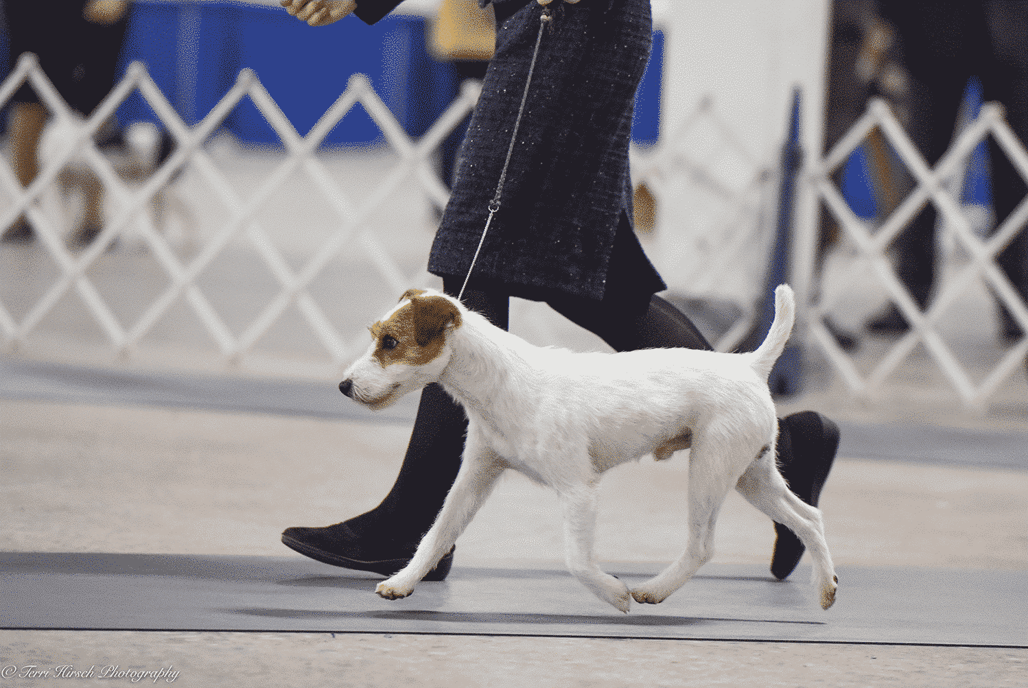 Handler showing a young dog at a show